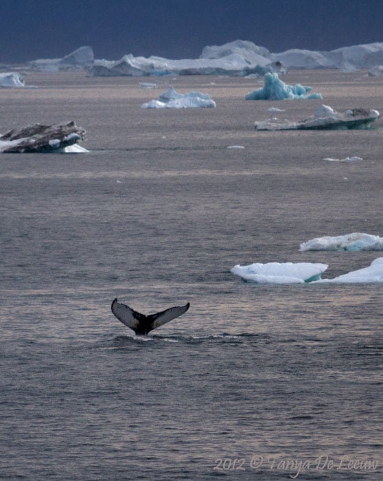 whale tail in arctic