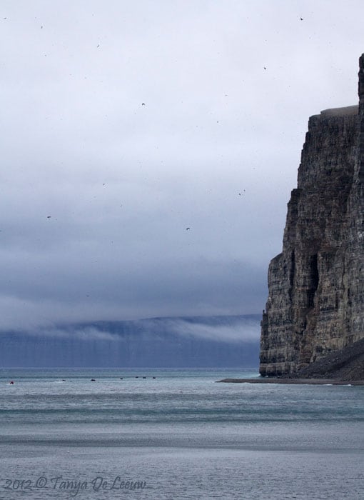 Arctic cliff birds nesting