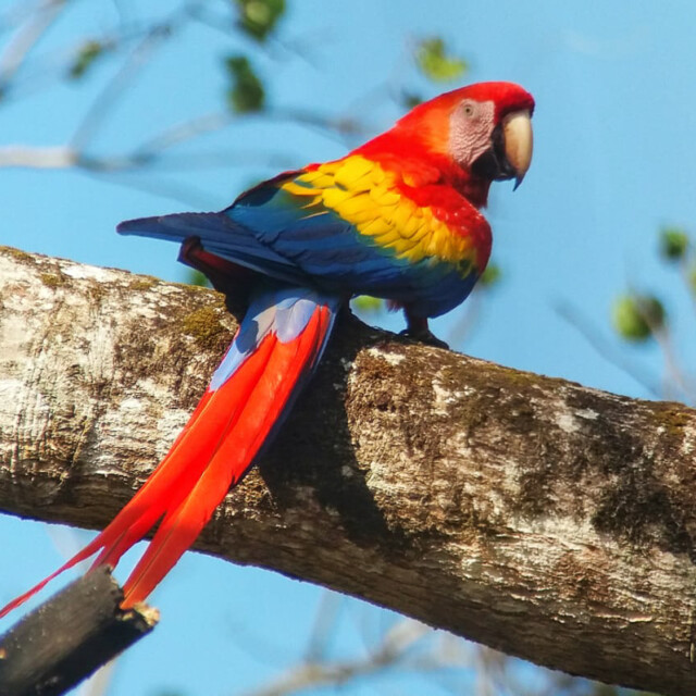 Scarlet Macaw