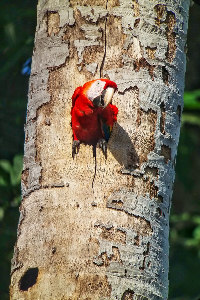 Scarlet Macaws nesting