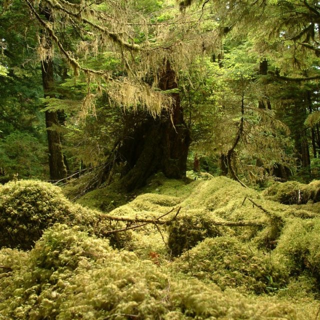 Haida Gwaii Rainforest