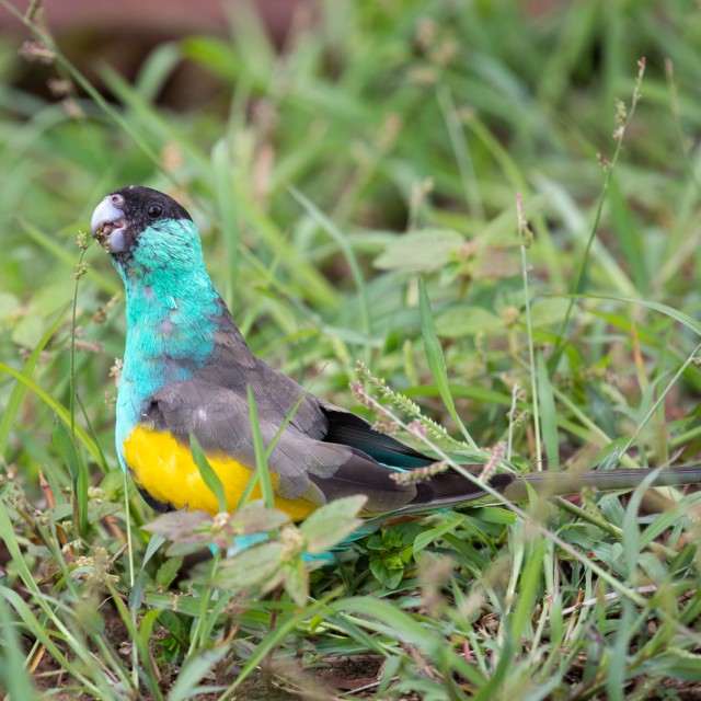 Hooded Parrot