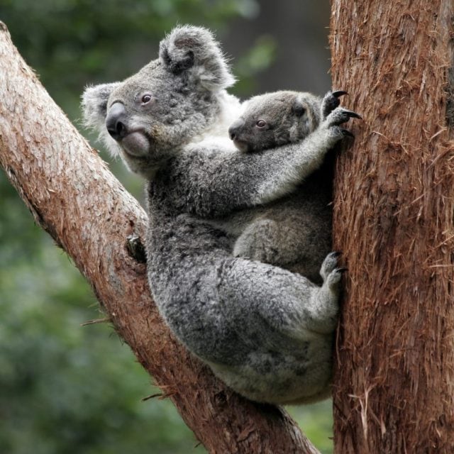 Koala mom and kid