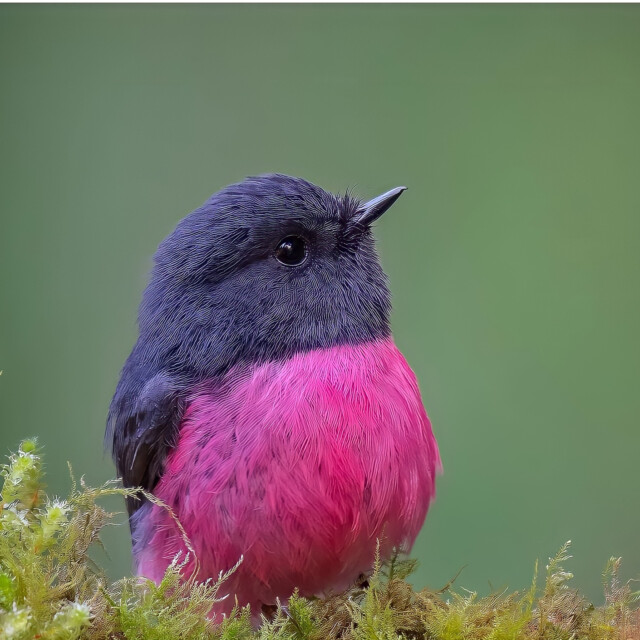 pink robin, Australia