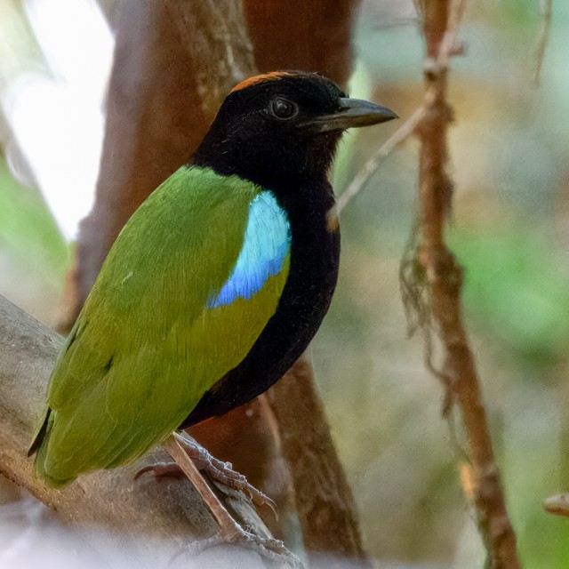 Rainbow Pitta