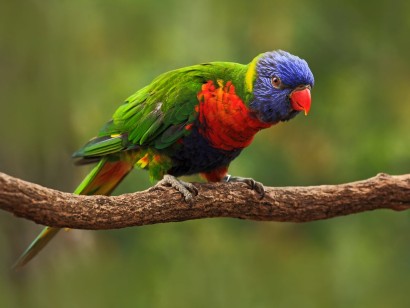 Tropical Australia Birding Tour