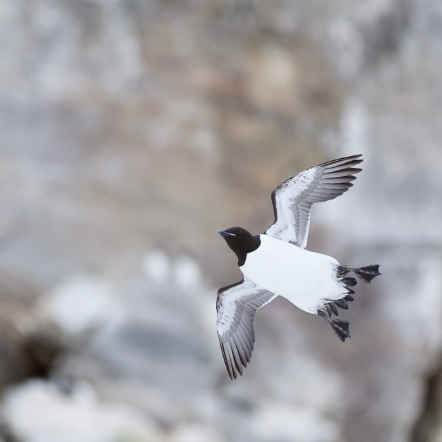 Thick-billed Murre flying