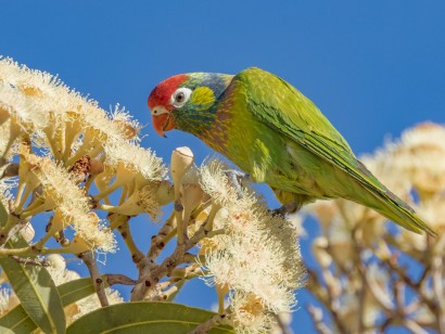 Tropical Australia