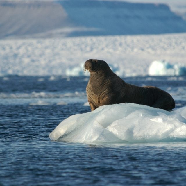 Walrus on ice © C Gillies
