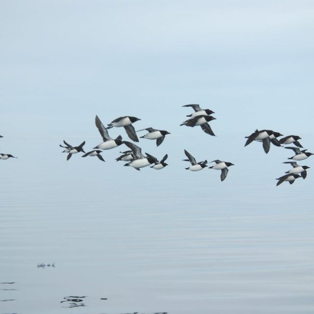 Thick-billed Murres in flight at the floe edge