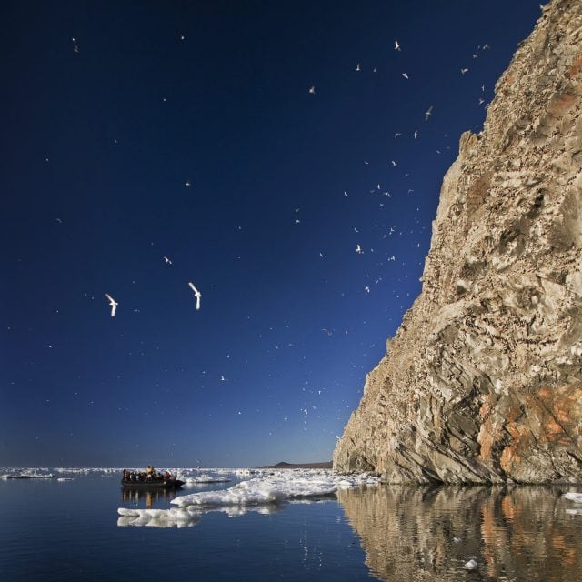 Arctic bird cliff