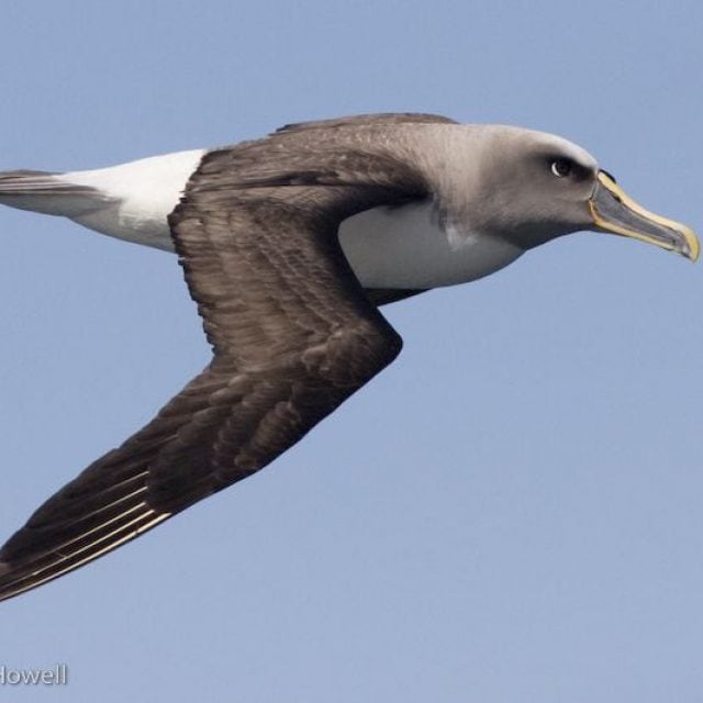 Northern Buller's Albatross