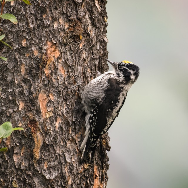 American Three-toed Woodpecker on tree