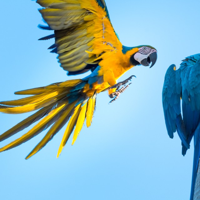 Blue-and-yellow Macaws