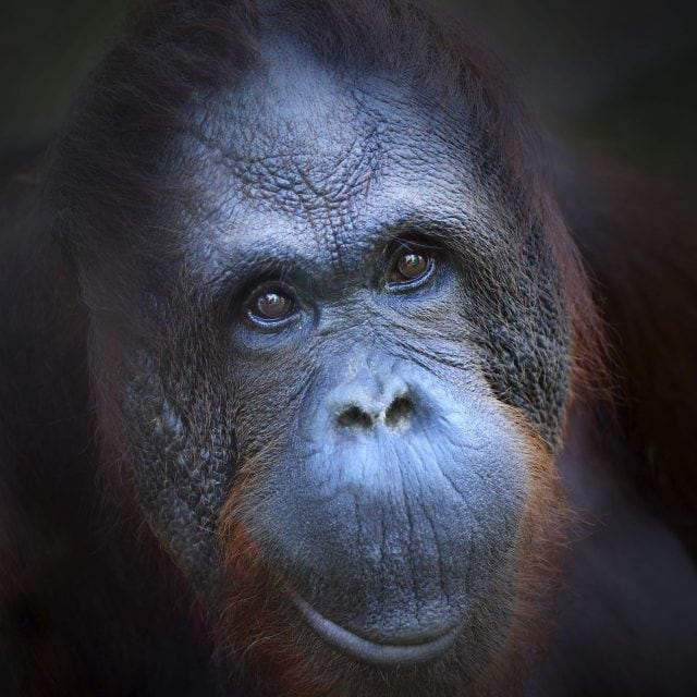 Orangutan face