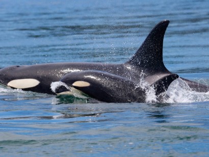 British Columbia Orcas & Grizzlies Sailing