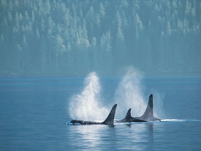 British Columbia Orcas & Grizzlies Sailing