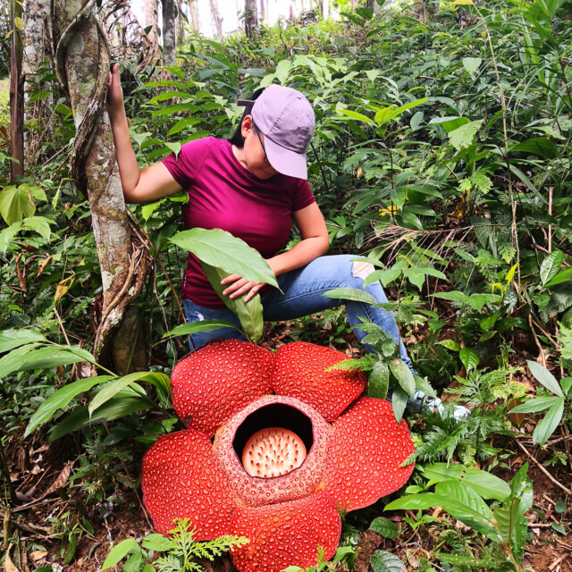Rafflesia is the biggest flower in the world