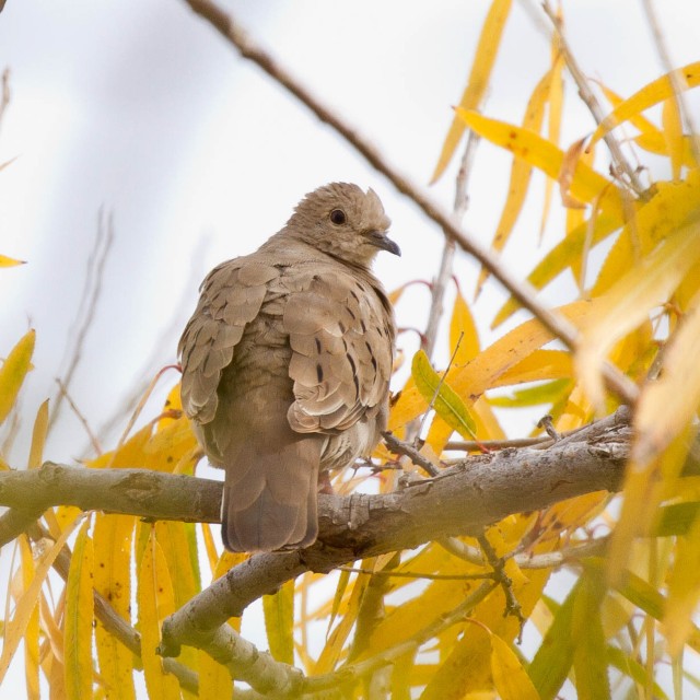 Ruddy Ground Dove, Arizona