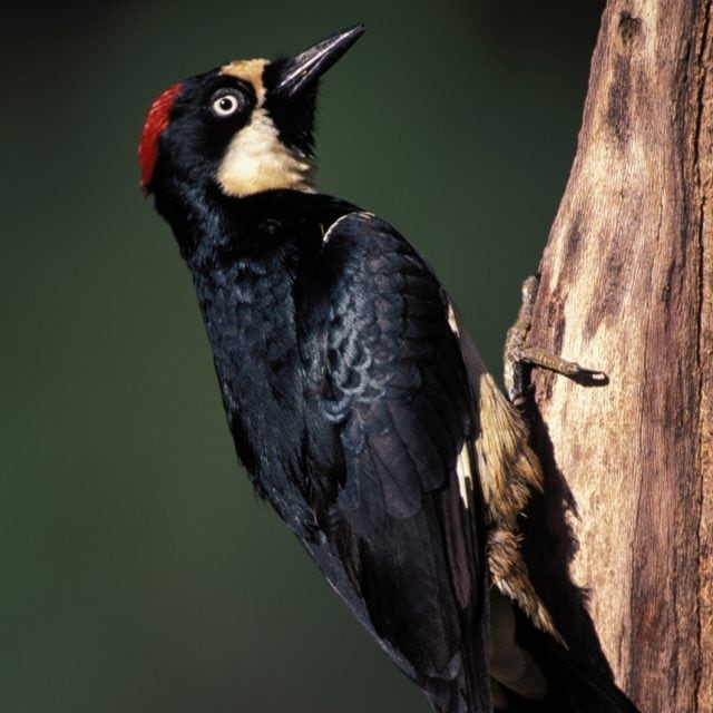 Acorn Woodpecker - Central Mexico: Monarchs & Mexican endemics