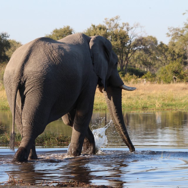 African Elephant
