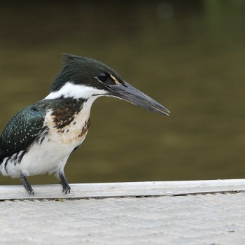 Amazon Kingfisher, Brazil