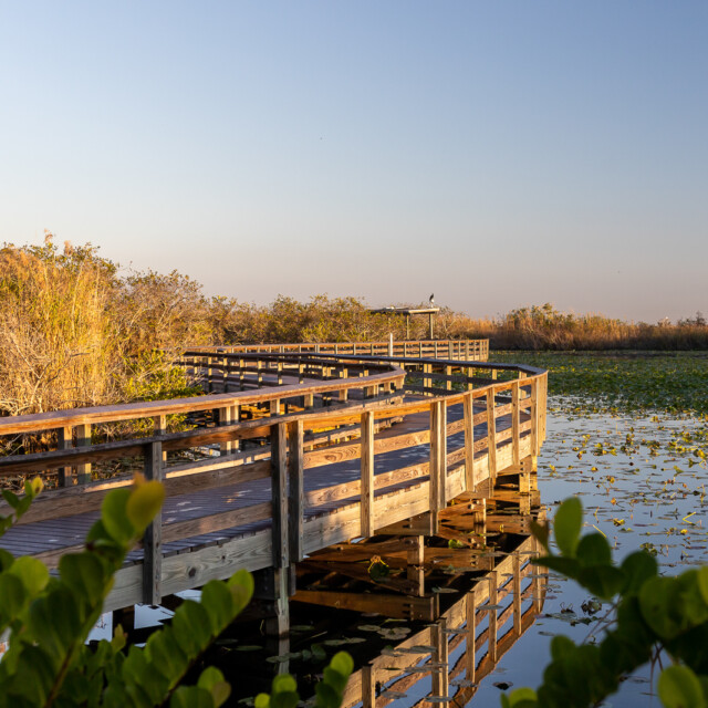 Anhinga Trail Boardwalk through the Everglades National Park, Florida, USA.