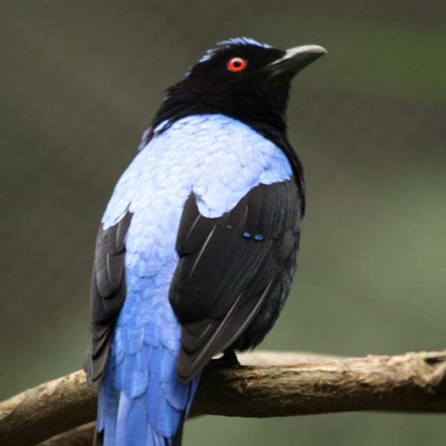 Asian Fairy Bluebird - Peninsular Malaysia: Fraser's Hill & Kuala Selangor