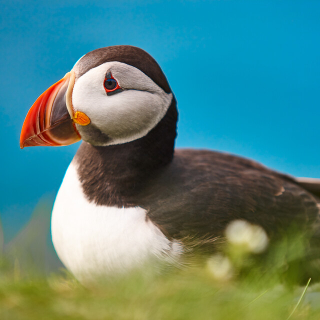 Puffin on Mykines cliffs and blue sky background. Faroe islands