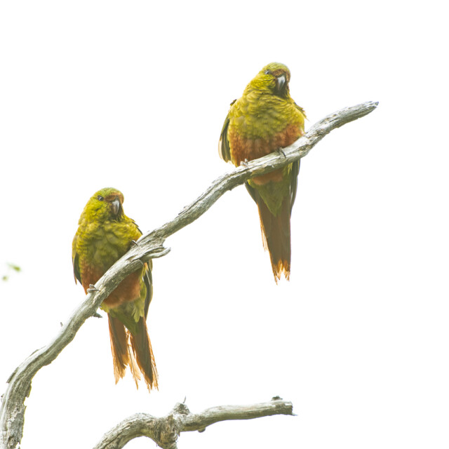 Austral Parakeets