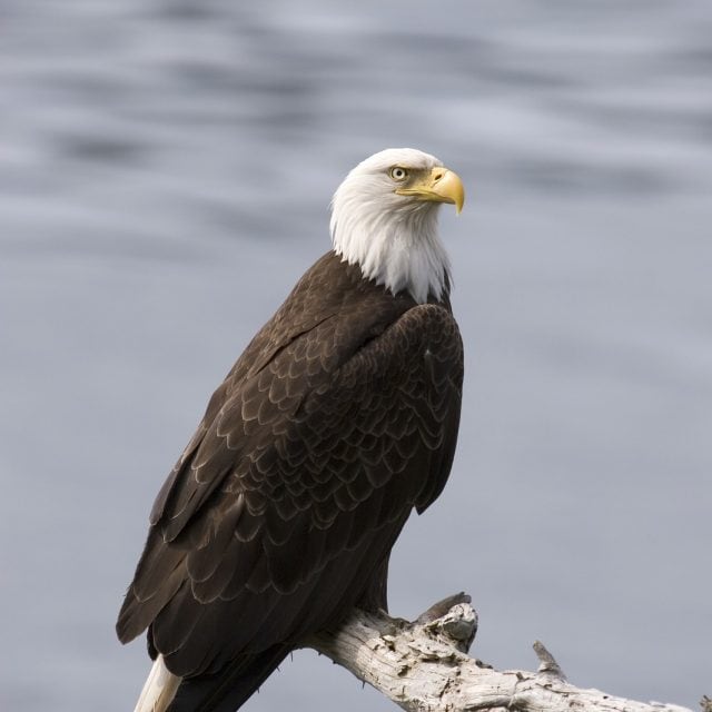 Bald Eagle  - Ultimate British Columbia: Boreal, Coast & Grasslands