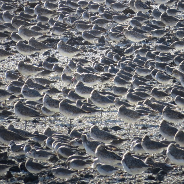 Bar-tailed Godwits and Red knots, New Zealand