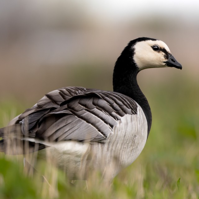Barnacle Goose