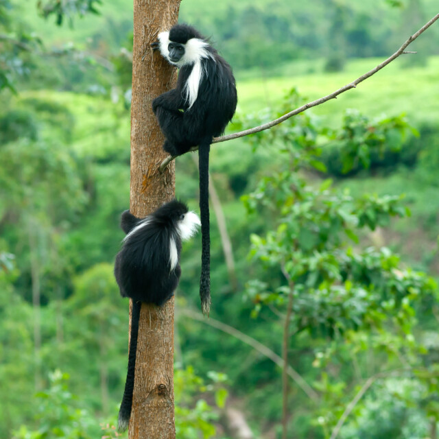 A pair of Black-and-white colobus monkeys