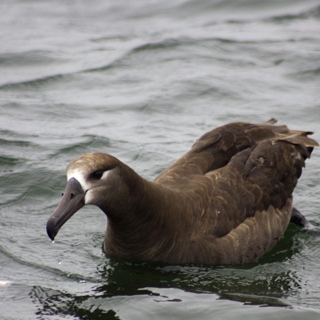 Black-footed Albatross - Ultimate British Columbia: Boreal, Coast & Grasslands