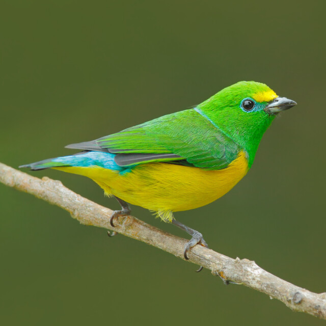 Blue-naped Chlorophonia, Chlorophonia cyanea, exotic tropic green song bird form Colombia. Wildlife from South America. Green and yellow sitting on the branch. Birdwatching in Colombia