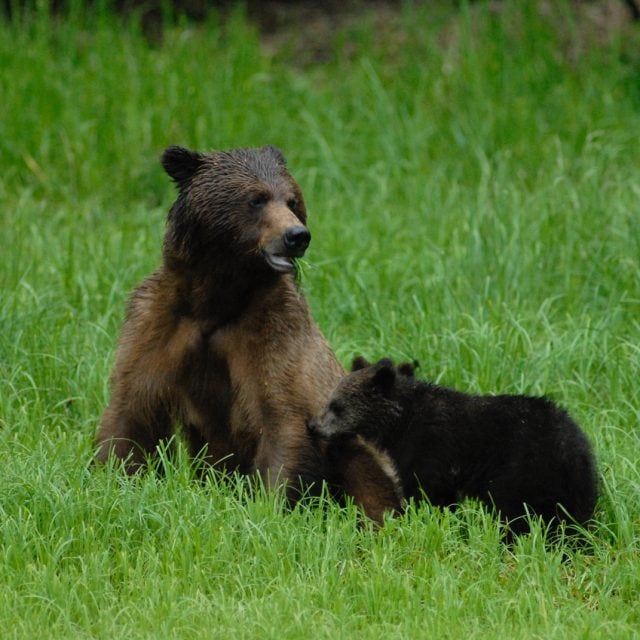 bear and cubs