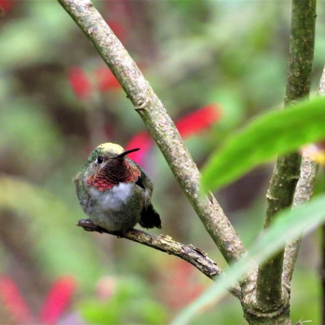 Broad-tailed Hummingbird - Central Mexico: Monarchs & Mexican endemics