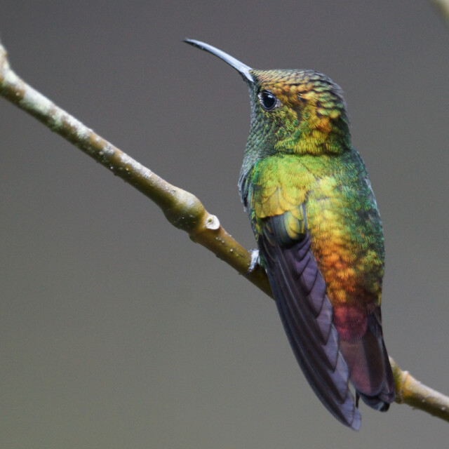 A Bronze-tailed plumeleteer hummingbird