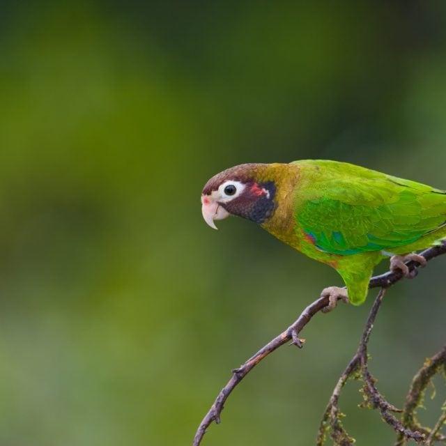 Brown-hooded Parrot - Panama: Canal Zone & the Darien