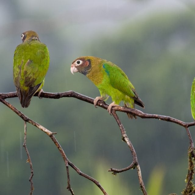 Brown-hooded Parrots on branch