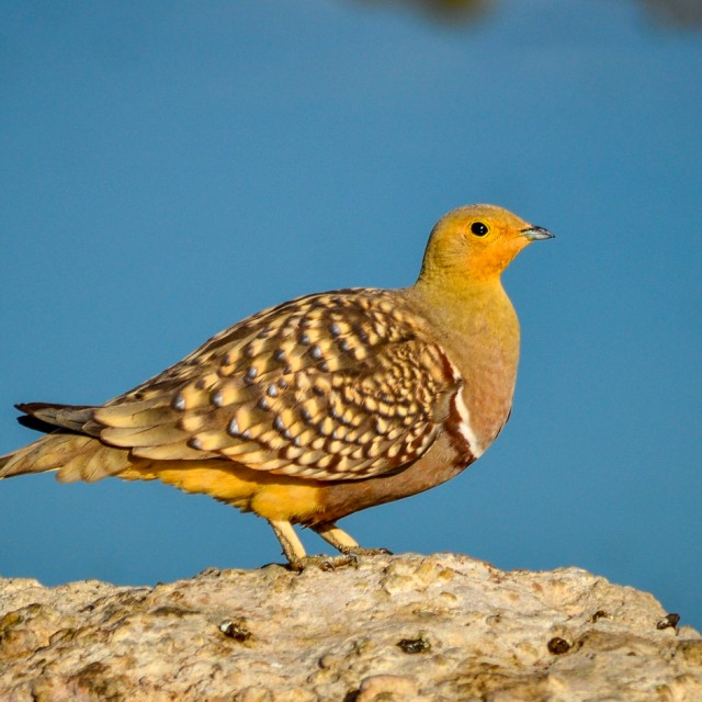Burchell's Sandgrouse in Etosha