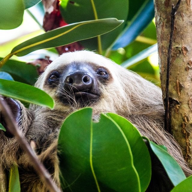 sloth © David Newland - Costa Rica & the Panama Canal Cruise