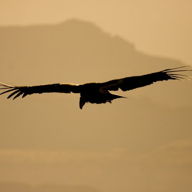 California Condor at sunset