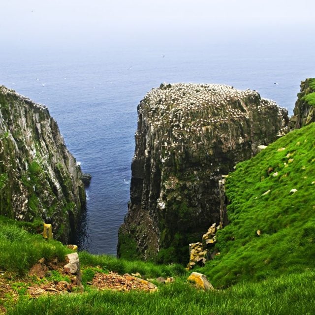 Cliffs at Cape St. Mary's