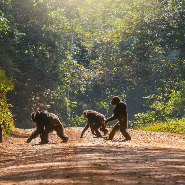 Chimpanzees walking in forest