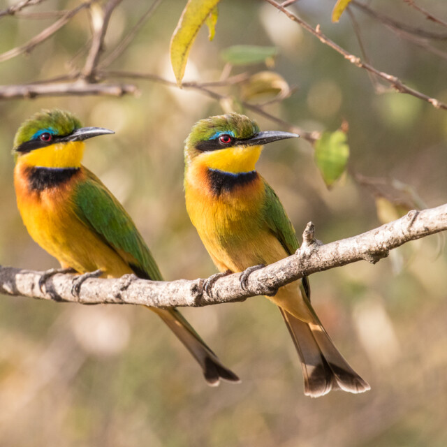 Cinnamon-chested Bee-eaters