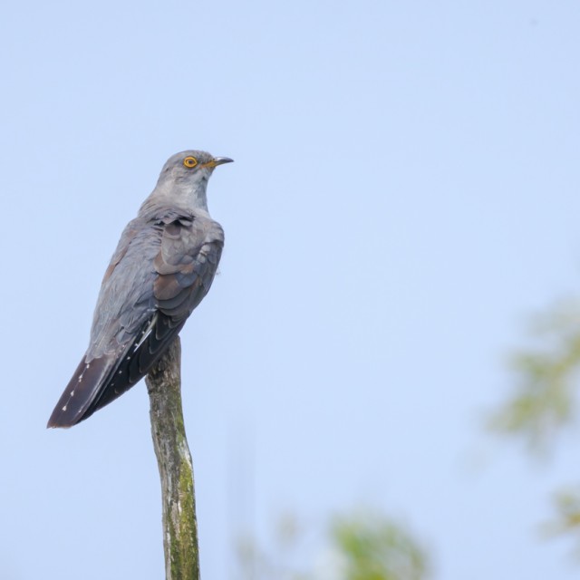 Common Cuckoo
