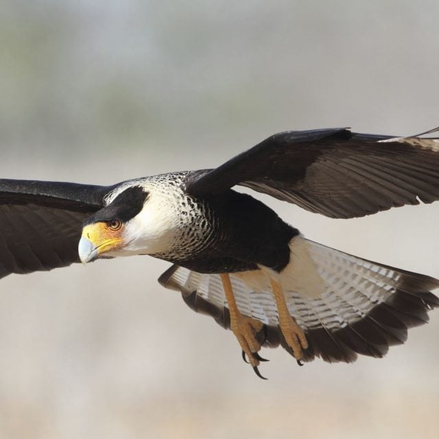 Adult Crested Caracara in Flight