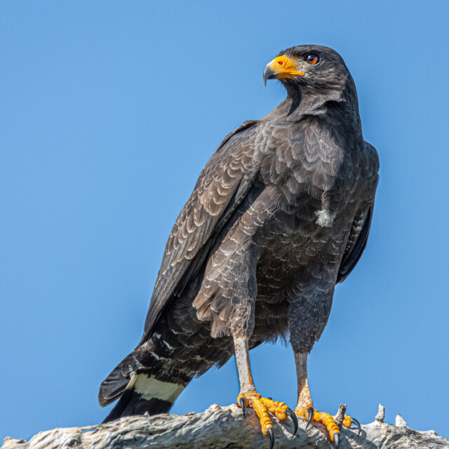 A Cuban Black Hawk in hunting mode in the Zappata wildlife